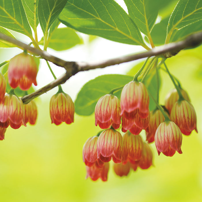 どうだんつつじ